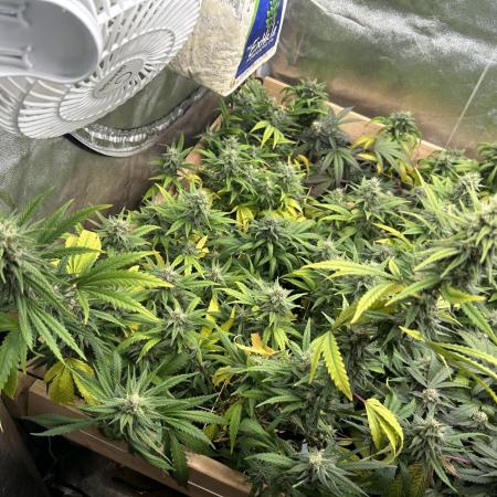 HS - Purple Kush