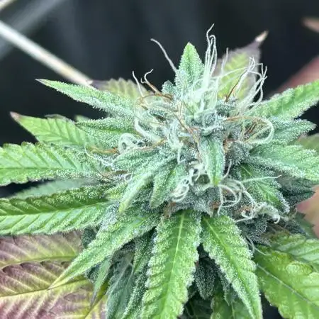 Zamnesia - Granddaddy Purple