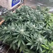 WSE - Sour Diesel