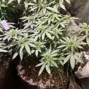 BF - RS11 x Banana OG