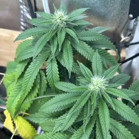 RQS - Dynamite Diesel