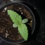 Royal Queen Seeds (Critical) 