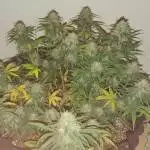 Zkittles Auto | Fast Buds