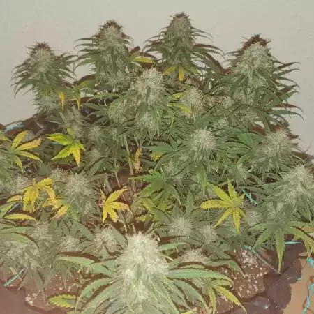 Zkittles Auto | Fast Buds