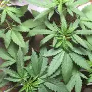 ISS/NL1 x MTF, Shoreline/Slee x Gogi OG