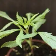 Chocolope - Feminized - Crop King Seeds