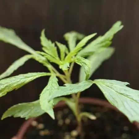 Chocolope - Feminized - Crop King Seeds