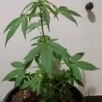 Windowsill automatic 