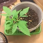 Gelato Cookie D’oh Ope Auto First Grow