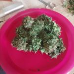 Mini Grow Box