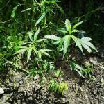 Tiriti OUTDOOR FARM 1( 
