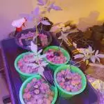 Fastbuds fastberry