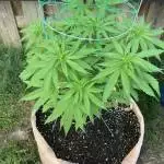 Granddaddy Purple 