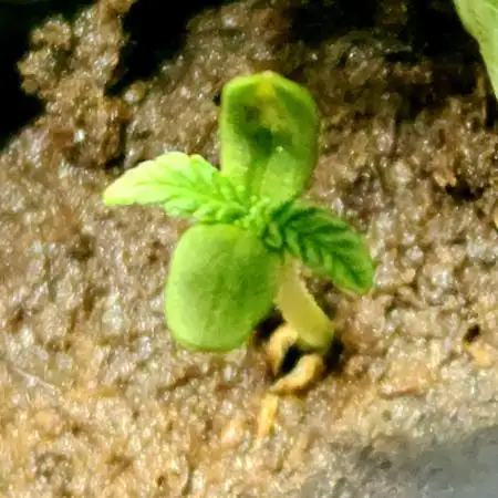 Team Roc Turbo Bout (Round 1)