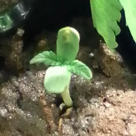 Team Roc Turbo Bout (Round 1)