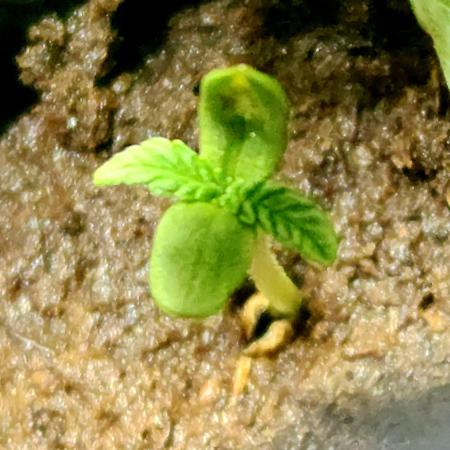 Fire in the hole! 🔥 🕳️