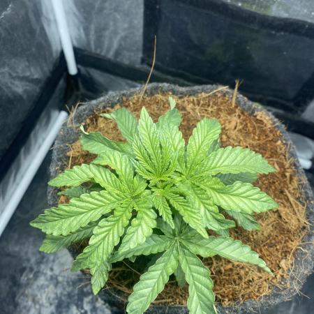 MISSION IMPOSSIBLE 24K GOLD