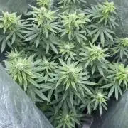 MISSION IMPOSSIBLE 24K GOLD