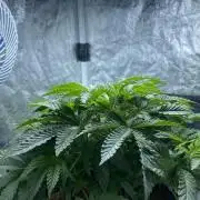 MISSION IMPOSSIBLE 24K GOLD