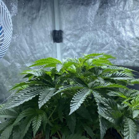 MISSION IMPOSSIBLE 24K GOLD