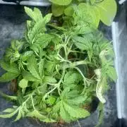 MISSION IMPOSSIBLE 24K GOLD