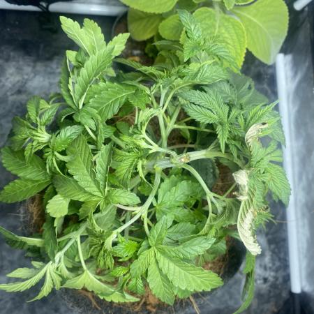 MISSION IMPOSSIBLE 24K GOLD