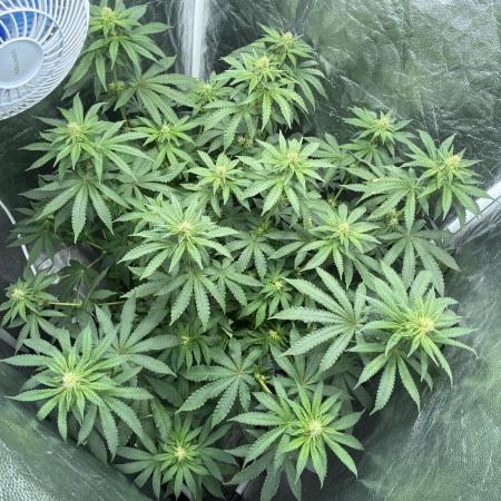 MISSION IMPOSSIBLE 24K GOLD