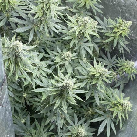 MISSION IMPOSSIBLE 24K GOLD