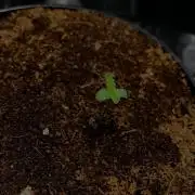 MISSION IMPOSSIBLE 24K GOLD