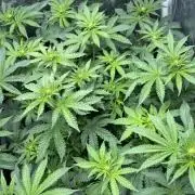 MISSION IMPOSSIBLE 24K GOLD