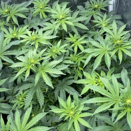 MISSION IMPOSSIBLE 24K GOLD