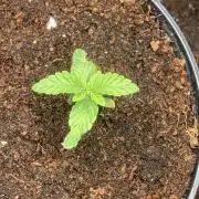 MISSION IMPOSSIBLE 24K GOLD