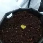 Milkshake kush (auto) - Amsterdam geneti