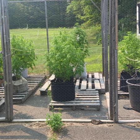 Maine Outdoor 2025
