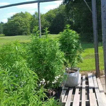 Maine Outdoor 2025