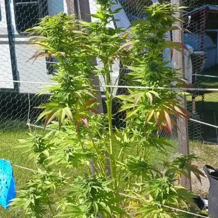 Maine Outdoor 2025