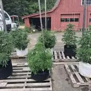 Maine Outdoor 2026 LATE START