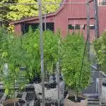 Maine Outdoor 2025