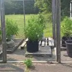 Maine Outdoor 2025