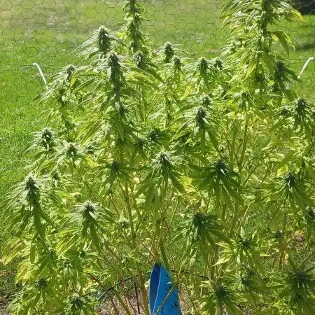 Maine Outdoor 2025