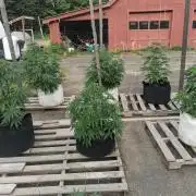 Maine Outdoor 2026 LATE START