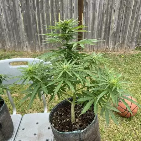 Auto blueberry