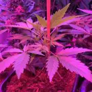 White Monster Auto Zamnrsia