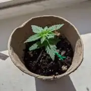 Gorilla Glue and Co