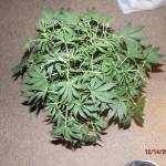 Alien Auto