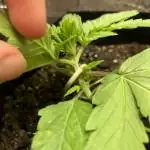 Gelat. Og 2nd indoor grow