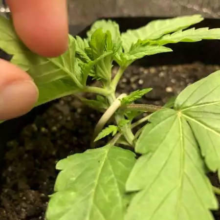 Gelat. Og 2nd indoor grow