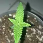 Desenvolvimento de semente prenseeds
