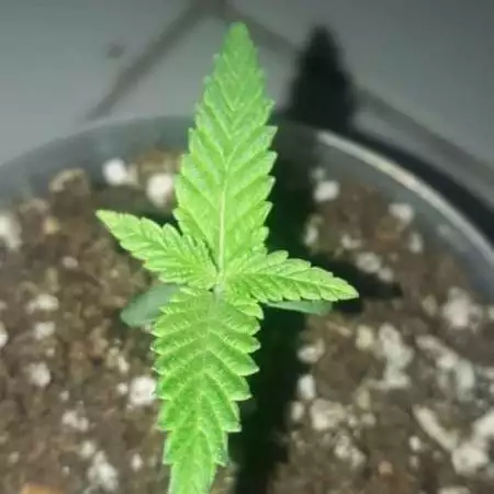 Desenvolvimento de semente prenseeds