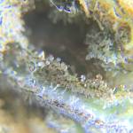 Gorilla Zkittlez Mainline